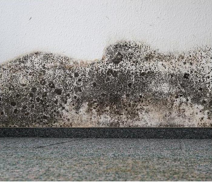 heavy mold growth along wall and baseboard