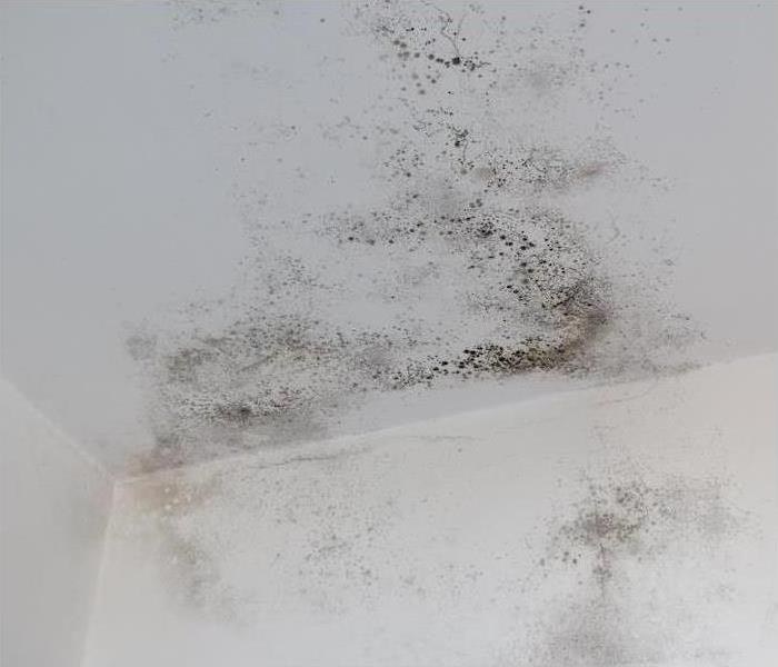 mold growth on ceiling and wall
