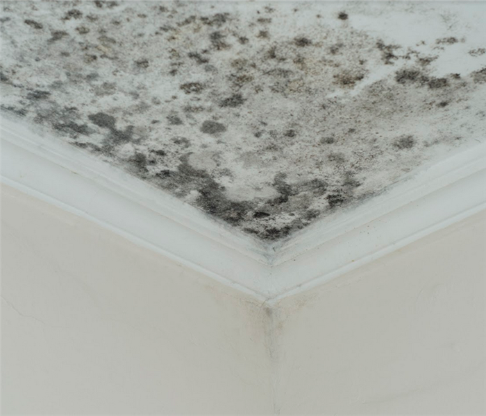 a mold covered ceiling of a room